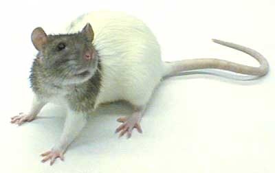 rat